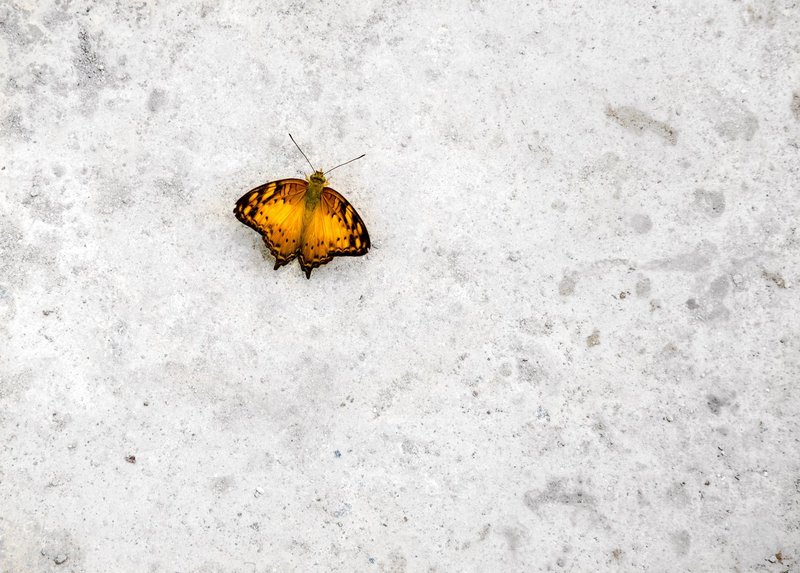A single orange butterfly resting on pale, weathered concrete.