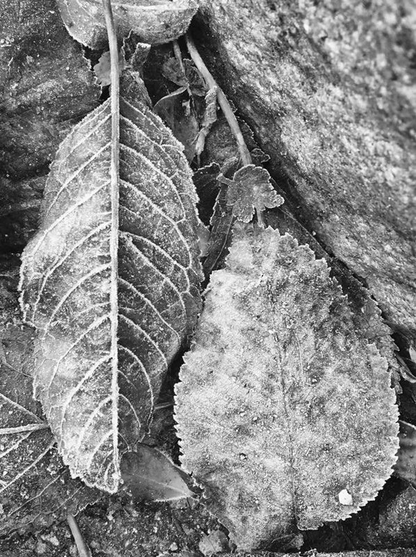 Frosty leaves