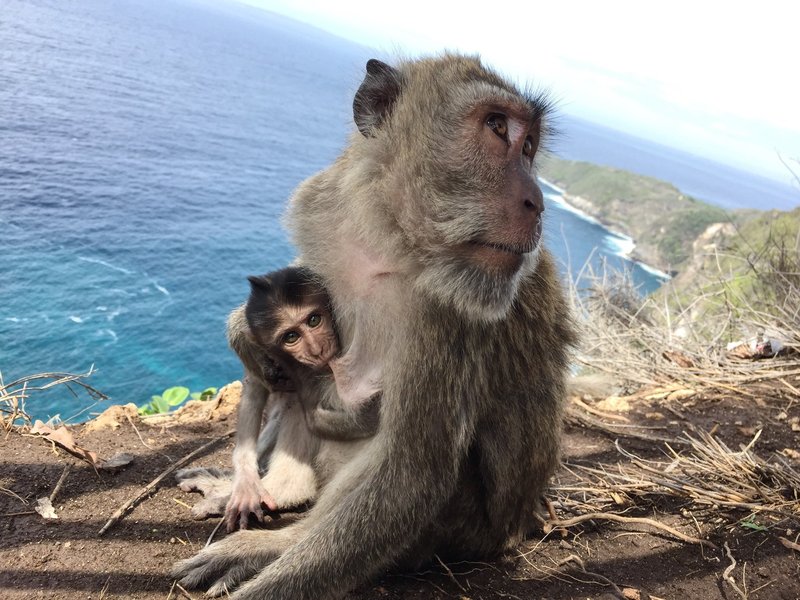Monkey with baby