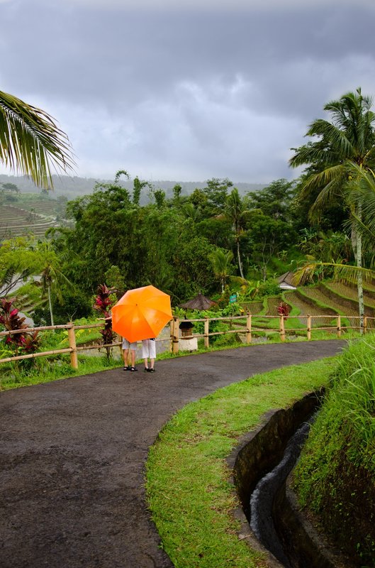 Rain and ricefield