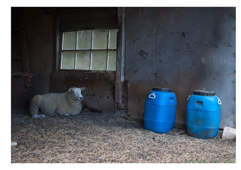 Sheep in shed